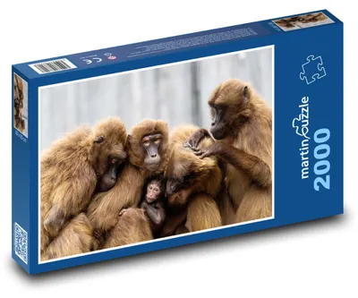 Obrázek produktu pro martinpuzzle - Puzzle 2000 - Opice - rodina, primáti