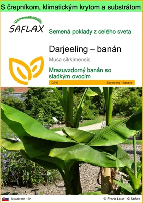 Obrázok produktu pre SAFLAX Garden to go - Darjeeling – banán - Musa sikkimensis - 5 Semená - S črepníkom, klimatickým vekom a pestovateľským substrátom