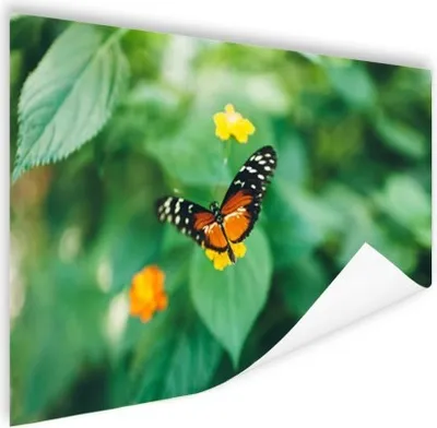 Produktbild von MuchoWow® Poster Schmetterling auf Blume 180x120 cm - Fotoplakat