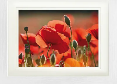 Produktbild von Mohnblumen Gerahmtes Bild Mit Edlem Passepartout | Wand-Bilder | Im Bilderrahmen - Rote Mohnblumen, Blüten Und Knospen (30 x 40 cm)