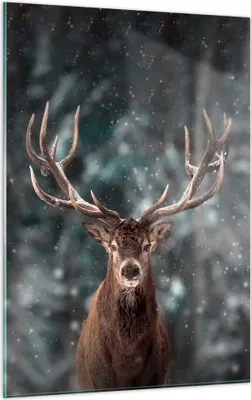 Produktbild von Bilder auf glas - Einteilig - Hirsch Hirsch Winter - 50x70cm - Glasbilder - Wandbilder - Bilder - zum Aufhängen bereit - Wanddekoration aus Glas - Glas Bilder - Wandbild auf Glas - GPA50x70-4998
