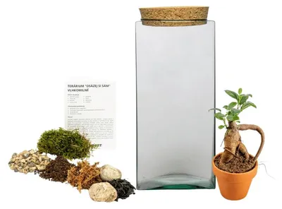Obrázok produktu pre Gardners Skleněná dóza CARPINUS OSÁZEJ SI SÁM Ficus microcarpa ginseng, M