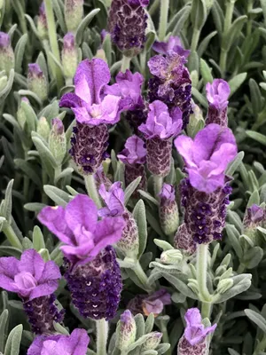 Image de 6 x Lavandula stoechas 'Pedunculata' - lavande en pot 9 x 9 cm