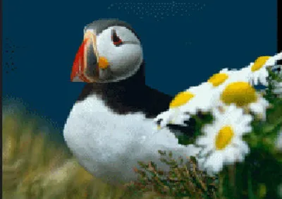 Produktbild von 3 D Ansichtskarte Papageitaucher, Postkarte Wackelkarte Hologrammkarte, Tier Vogel Papageientaucher