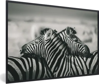 Produktbild von MuchoWow® Gerahmtes Poster Kuschelige Zebras 30x20 cm - Poster mit Schwarzem Bilderrahmen Wandposter Rahmen Foto Bilder - Kunstdruck - Bild-Poster