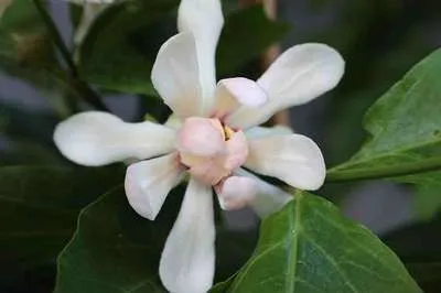 Produktbild von Calycanthus 'Venus' - Gewürzstrauch 40- 60 cm Container