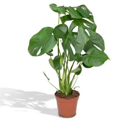 Produktbild von Meergroothandel Monstera Deliciosa (Lochpflanze) - 55 cm, Ø17 cm
