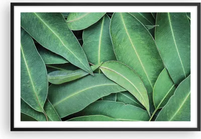 Produktbild von Gerahmtes Poster - Schwarzer Rahmen - Blätter Eukalyptus Natur - 91,5x61 cm - Wand Bild - Wanddeko - Wandbilder - Kunstposter - Wandposter - Bilderrahmen - Bilder - Kunstdruck - P2BAA91x61-4933