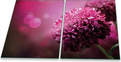 Produktbild von Herdabdeckplatten Glaskeramik Spritzschutz Glas Universal 2-Teilig 2x40x52 Blumen Pink