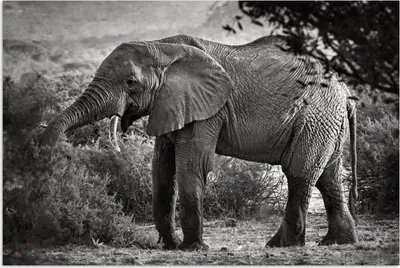 Produktbild von MuchoWow® Poster Elefant - Tiere - Bäume - Schwarz - Weiß 60x40 cm - Schlafzimmerdekoration
