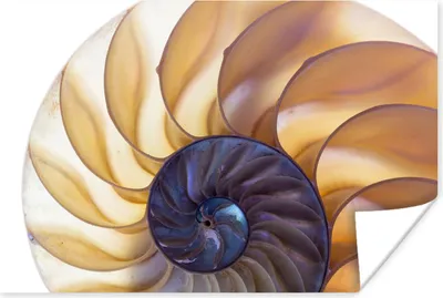 Produktbild von MuchoWow® Poster Muschel - Blau - Meer 90x60 cm - Schlafzimmer