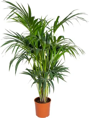 Produktbild von Bloomique - Howea Forsteriana - Kentia Palme - Zimmerpflanzen - Pflegeleicht - Haustierfreundlich - Höhe 120-130 cm - Topf 24 cm