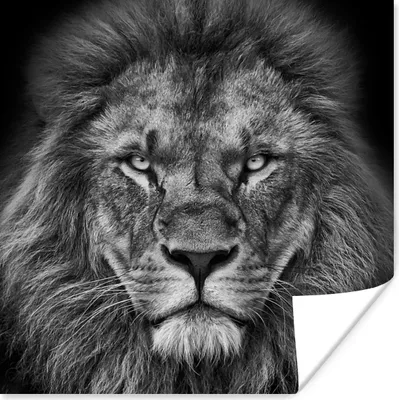 Produktbild von MuchoWow® Poster Tiere - Löwe - Schwarz - Weiß - Porträt 100x100 cm - Babyzimmer