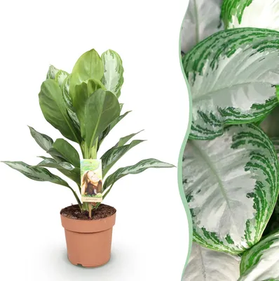 Produktbild von Green boutiQ - Zimmerpflanzen - Aglaonema Silver Bay - Silberblatt - Wenig Pflege - Silber - 1 Pflanze - Topf 17cm - Höhe 70-75cm