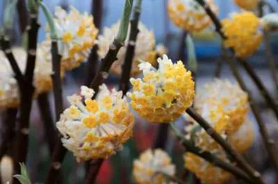 Immagine prodotto di Edgeworthia chrysantha 'Grandiflora' - Japanischer Papierbusch - 40-50 cm - Topf