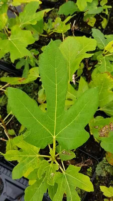 Image de Ficus carica 'Dame Blanche' / Figuier 'Dame Blanche'