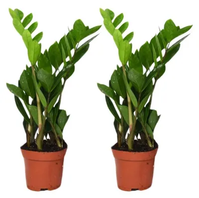 Image de Zamioculcas Zamiifolia | 2 pièces - 30-40cm - Ø12cm - Plante d'intérieur - Multideal