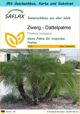 Produktbild von SAFLAX - Geschenk Set - Zwerg - Dattelpalme - 25 Samen - Mit Geschenk- / Versandbox, Versandaufkleber, Geschenkkarte und Anzuchtsubstrat - Phoenix roebelenii