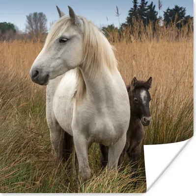 Produktbild von MuchoWow® Poster Pferd mit Fohlen in der Camargue 75x75 cm - Wand Dekoration