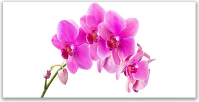 Produktbild von Glasbilder 120x60 Wandbild Druck auf Glas Blumen Pflanzen
