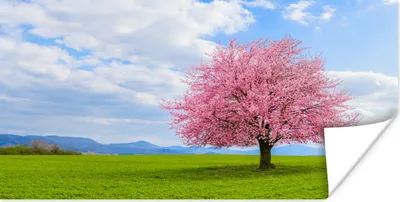 Produktbild von MuchoWow® Poster Sakura - Farben - Frühling 120x60 cm - Bild