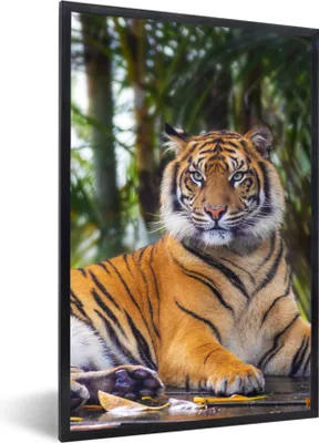 Produktbild von MuchoWow® Gerahmtes Poster Tiger - Tiere - Wald - Dschungel 60x90 cm - Poster mit Schwarzem Bilderrahmen Wandposter Rahmen Foto Bilder - Kunst