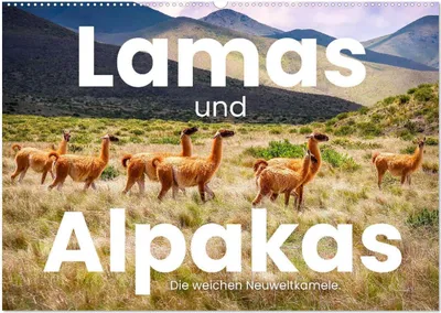 Produktbild von Lamas und Alpakas - Die weichen Neuweltkamele. (Wandkalender 2026 DIN A2 quer), CALVENDO Monatskalender