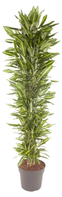 Image de Dracaena Cintho ramifiée - 200-210cm - Ø40cm - Plante d'intérieur - Vert persistant