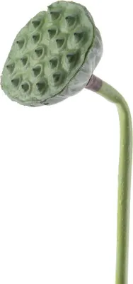 Produktbild von Foam Lotusfrucht/Stiel