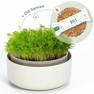 Produktbild von OraGarden Keimsprosskit mit Dill Samen