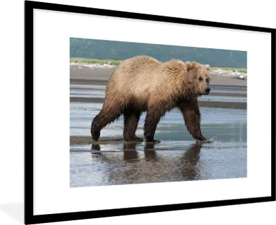 Produktbild von MuchoWow® MuchoWow® Gerahmtes Poster Bär - Strand - Wasser 90x60 cm - Poster mit zchwarzem Bilderrahmen - Wanddekoration - Fotos