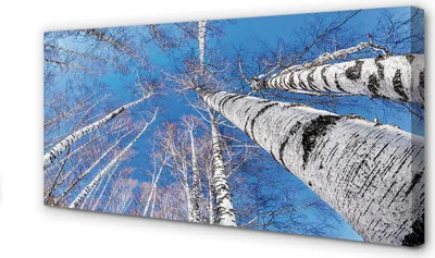 Produktbild von Leinwandbild 120x60 Wandkunst Birke Himmel