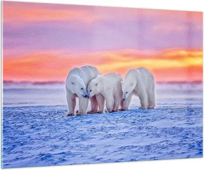 Produktbild von Bilder auf glas - Bären Winter Schnee Familie - 100x70cm - Glasbilder - Wandbilder - Kunstdruck - zum Aufhängen bereit - Wanddekoration aus Glas - Glas Bilder - Wandbild auf Glas - GAA100x70-2836