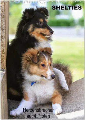 Produktbild von SHELTIES Herzensbrecher auf 4 Pfoten (Wandkalender 2026 DIN A3 hoch), CALVENDO Monatskalender