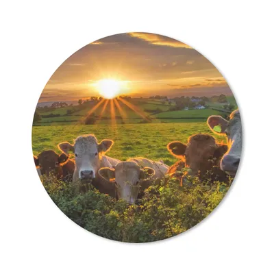 Produktbild von MuchoWow® Mauspad Mousepad Sonne - Kuh - Gras 20x20 cm - Mousepads - Maus Mat - Pad - Mausunterlage - Schreibtischmatte