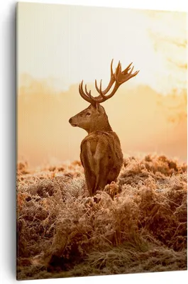 Produktbild von Bild auf Leinwand - Leinwandbild - Einteilig - Hirsch Natur Feld - 70x100cm - Wand Bild - Wanddeko - Wandbilder - Leinwanddruck - Wanddekoration - Leinwand bilder - Wandbild - PA70x100-3632