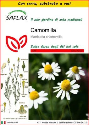 Immagine prodotto di SAFLAX Insieme di coltivazione - Camomilla - 300 semi - Matricaria