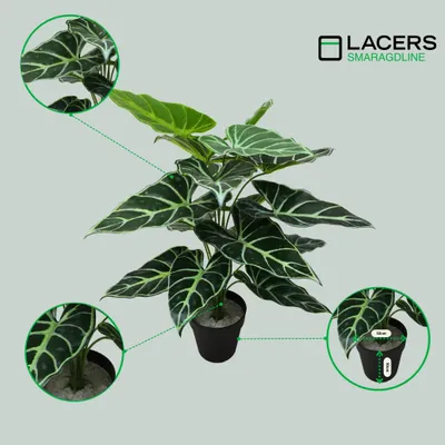 Produktbild von Lacers SMARAGDLINE Künstliche Taro im Topf 2er Set - 60cm Kunstpflanze - Dekoration wie echt wirkende Blätter - Kunstblume für Ihr Zuhause & Büro