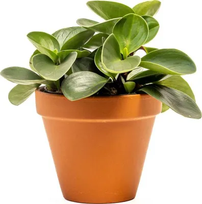 Obrázok produktu pre Gardners Peperomia obtusifolia Red Canyon, priemer 12 cm
