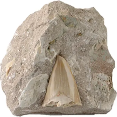 Produktbild von Fossilien, Haifisch-Zahn in Matrix