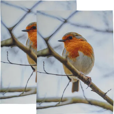 Produktbild von Erwin Müller Geschirrtuch 2er-Pack Rotkehlchen 50x70 cm