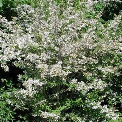 Produktbild von 2 x  Kolkwitzie-Perlmutt-Strauch - Kolkwitzia amabilis  | 30-50 cm in Container