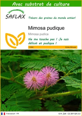 Image de SAFLAX  - Mimosa pudique - 70 graines - Avec substrat - Mimosa