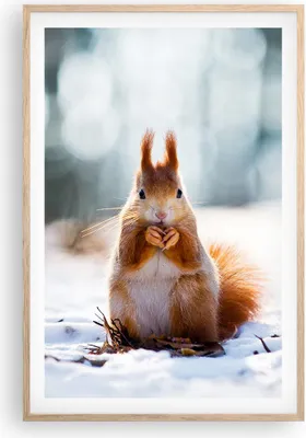 Produktbild von Gerahmtes Poster - Rahmen in heller Eiche - Eichhörnchen Winter Schnee Essen - 61x91,5 cm - Wand Bild - Wanddeko - Wandbilder - Wandposter - Bilderrahmen - Bilder - Kunstdruck - P2NPA61x91-2798