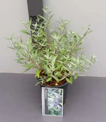 Obrázok produktu pre Caryopteris cland. 'Sterling Silver'® - Vousatý kvet 30- 40 cm nádoba