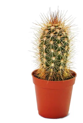 Obrázek produktu pro Pachycereus pringley - malá rostlina v květináči 5,5 cm