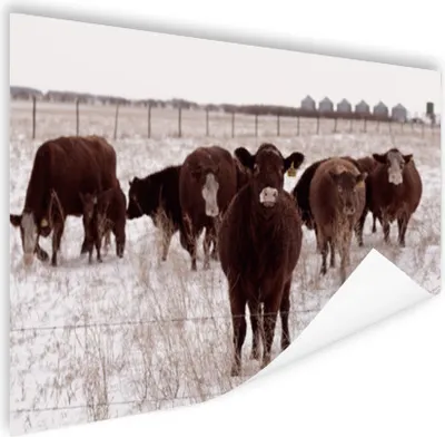 Produktbild von MuchoWow® Poster Kühe - Schnee - Winter 180x120 cm - Fotoplakat