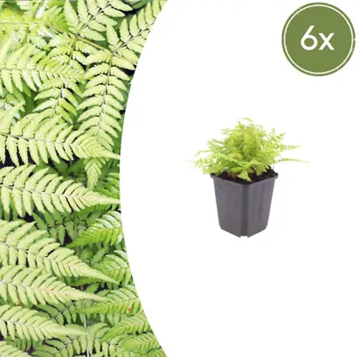 Produktbild von Dryopteris filix-mas | 6 Stück - 10-25cm - Ø9cm - Gartenpflanze