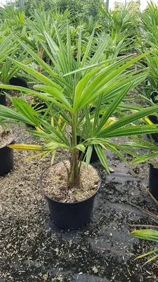 Image de Trachycarpus fortunei / Palmier de Chine