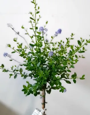 Produktbild von Ceanothus Impressus Säckelblume "Victoria" Hochstamm 80 - 100 cm hoch